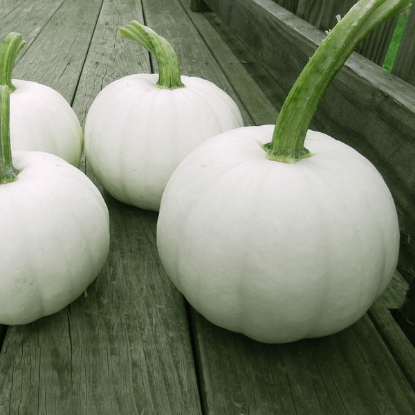 Picture of Pumpkin Blanco F1